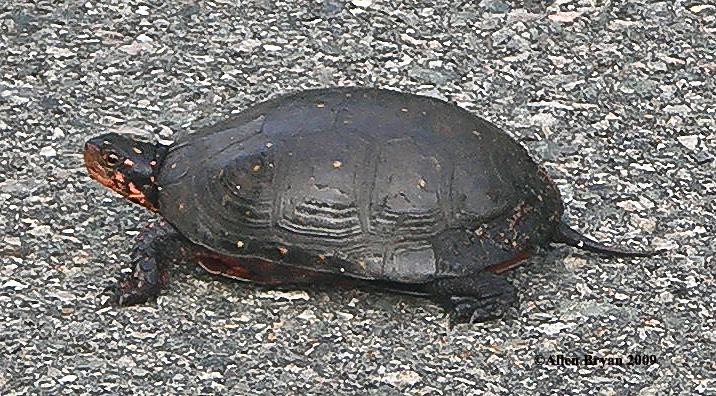 copyright Allen Bryan 2009; Spotted Turtle